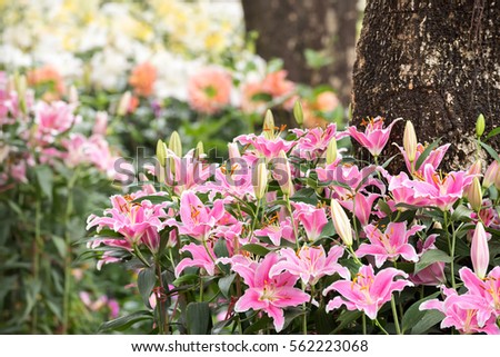 Amazing nature of flower under sunlight at the middle of summer or spring day landscape. Natural view of flower blooming in the garden with green grass as a background.