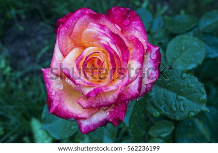 Climber bicolor rose, floral rustic background