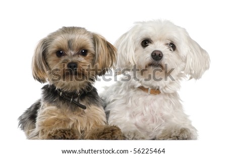 Maltese, 8 years old,, Yorkshire terrier, 12 months old, lying in front of white background
