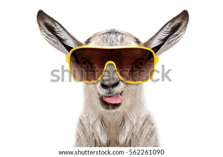 Portrait of a goat in sunglasses showing tongue isolated on white background