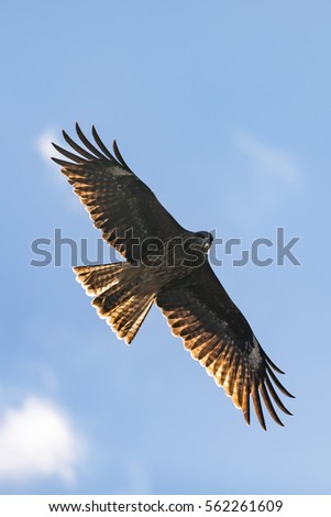 Flying Eagle in Japan