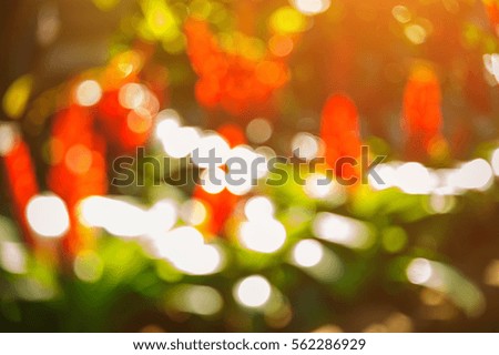 Blurred image flowers black ground, Design background, Abstract concept