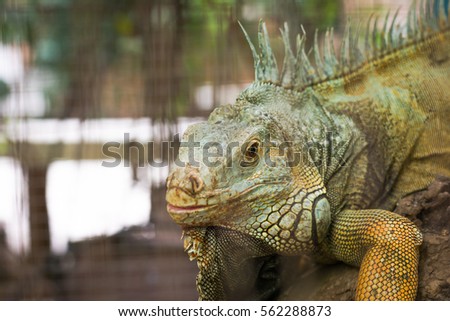 Close up an iguana eye's.