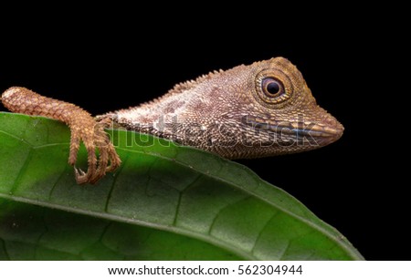 macro closeup of Earless Agamid Lizard