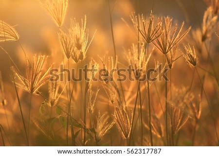 grass flowers Poaceae in sunset with orange gold light