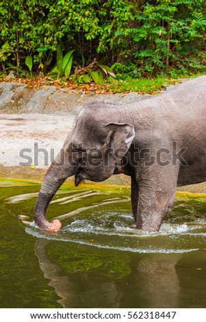 Elephant in water - animal background