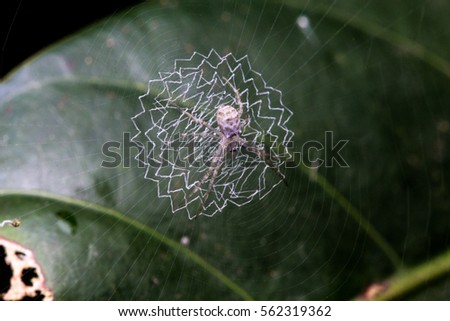 Jumping spider on the leaf with its zigzag web
