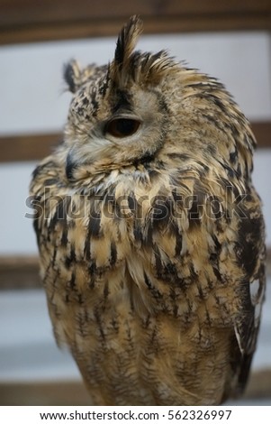 Rock Eagle Owl