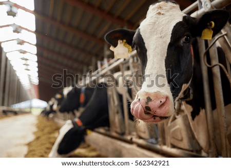 agriculture industry, farming and animal husbandry concept - herd of cows eating hay in cowshed on dairy farm Royalty-Free Stock Photo #562342921