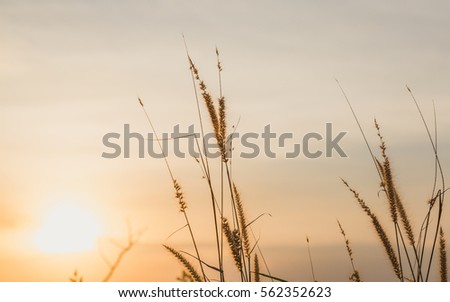 Looking flowers with sunset.