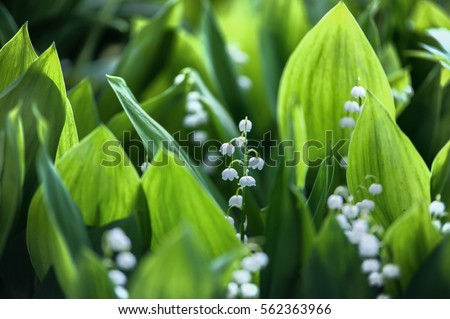 lily of the valley, valley lily Royalty-Free Stock Photo #562363966