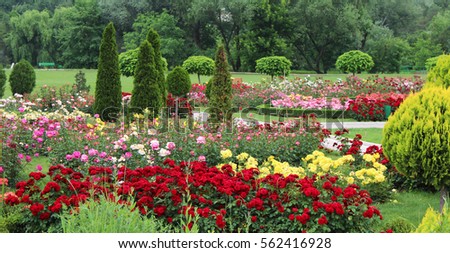 Beautiful multicolor rose flowers growing in the garden on sunny summer day. Natural floral background Royalty-Free Stock Photo #562416928