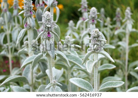 Beautiful lambs ear flowers growing in the garden on sunny spring day. Natural floral background Royalty-Free Stock Photo #562416937