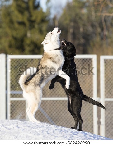 Dancing in the dog park. Two dogs are wrestling and playing outdoors. Snow in the ground. Winter day.