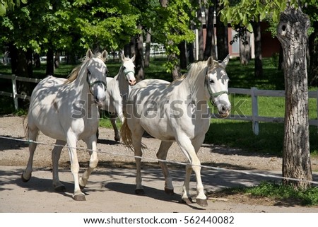 White Horses Lipizzaners, Lipica, Slovenia