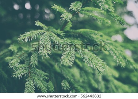 beautiful and green pine needles close up