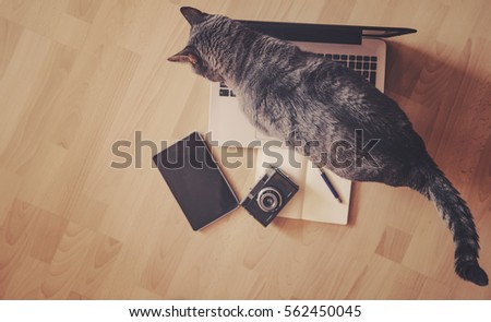 Working concept - cat near mobile devices on the floor.