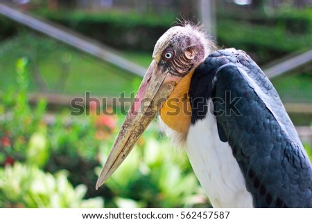 The Greater Adjutant, Close Up