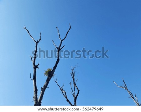 branches of old tree with blue sky as background