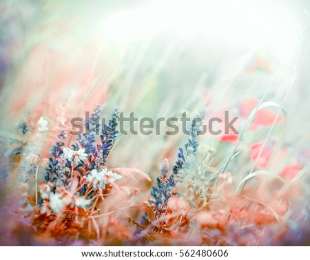 Different wild flowers in a meadow - beautiful flowers in early spring