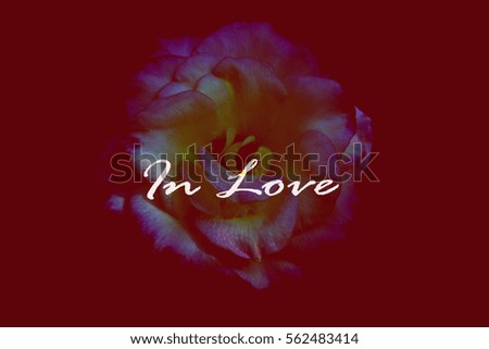 Abstract Rose  Screen on Red Background in vintage with color filters, Love in valentine's day