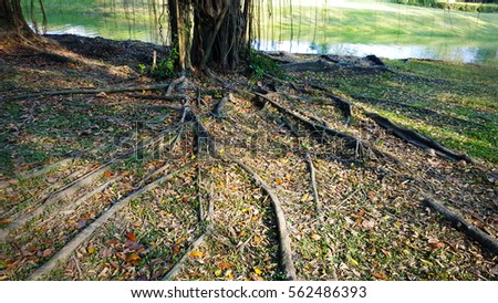 Deep Tree Roots and nature background photo