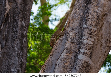 Beautiful squirrel is coming down from the tree, Nusa Dua, Bali Royalty-Free Stock Photo #562507243