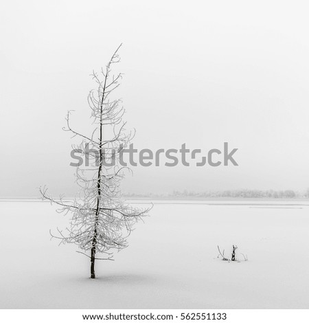Frozen tree in winter