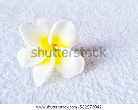 Beautiful white Plumeria flower on soft wool background