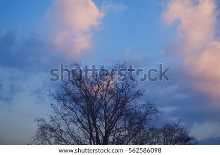 lonely tree with blue sky