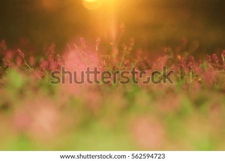 Colors in Nature - Wild Flower Background - Iconic Light and Wonder