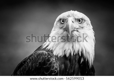 Black And White Portrait Of Amazing American Bald Eagle In The ZOO