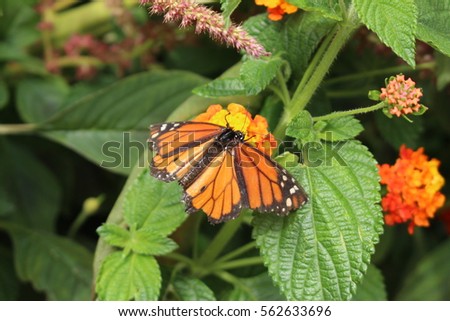 A "Monarch Butterfly" (Danaus Plexippus) sipping nectar through its proboscis from a "Big Sage" flower (Lantana Camara) in Innsbruck, Austria. 