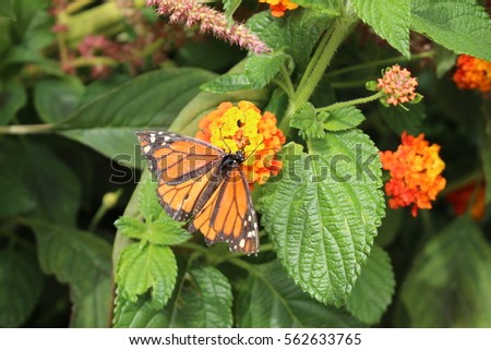 A "Monarch Butterfly" (Danaus Plexippus) sipping nectar through its proboscis from a "Big Sage" flower (Lantana Camara) in Innsbruck, Austria. 