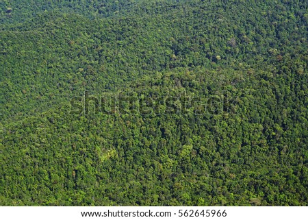 Tropical forest on Langkawi Island, Malaysia, Asia