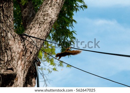 Squirrel playing wire and tree