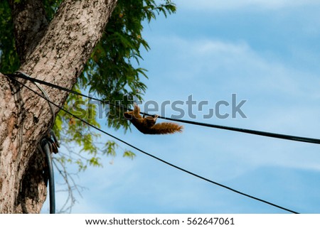 Squirrel playing wire and tree