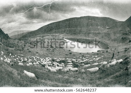Retro classic black and white tonality of silver photography both ancient and vintage prints subject to shepherd  flock of sheep in the Carpathian Ukraine both in Europe daguerreotypes