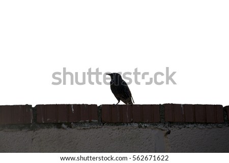 silhouette of starling on a wall against a white background
