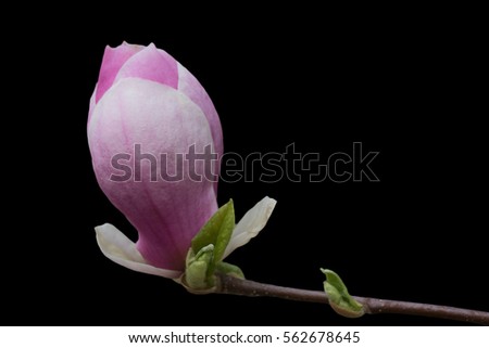 Bud of magnolia isolated on black