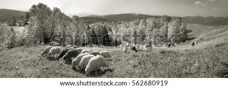Retro classic black and white tonality of silver photography both ancient and vintage prints subject to shepherd  flock of sheep in the Carpathian Ukraine both in Europe daguerreotypes