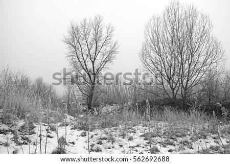 Black and white photo. Gray, misty, winter day with snow  and bare trees