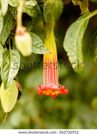 Nature of Papayacta, Ecuador
