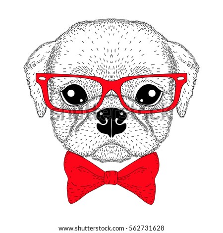 Cute pug boy portrait with bow tie, hipster glasses. Hand drawn dog face, anthropomorphic fashion animal cartoon illustration for t-shirt print, kids greeting card, invitation for pets party.