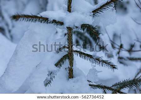 Close up of a pine / Winter-Wonderland National Park Eifel (Europe / Germany)