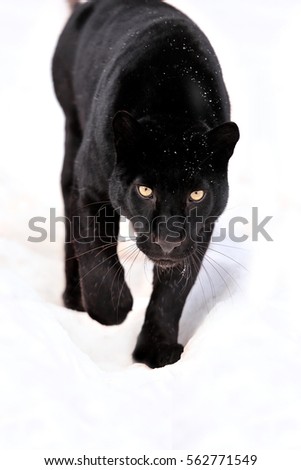 Close-up black leopard on snow 