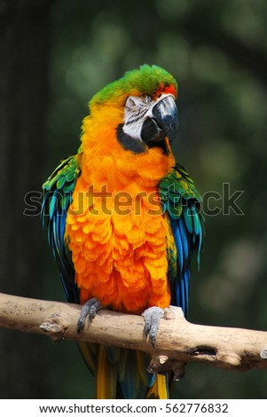 Bright colorful orange parrot on branch wth feathers fluffed up