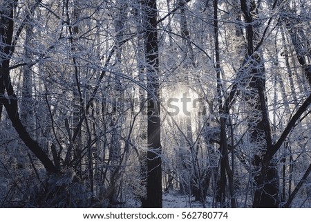 Forest trees covered by snow and frost in winter time on a sunny day