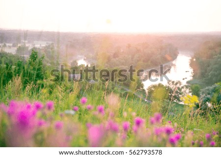 Beautiful landscape sunrise over a meadow with pink wildflowers. The idea of the background of Mother's day, 8 March and World environment day. Soft focus