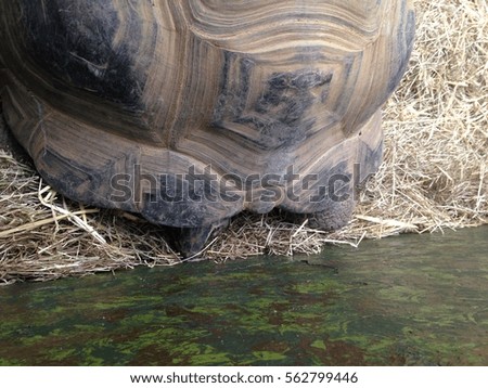 Part of Giant Tortoise Shell on straw background